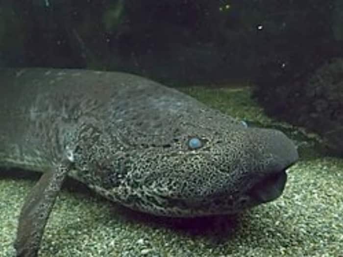 Seafood medical industry uses