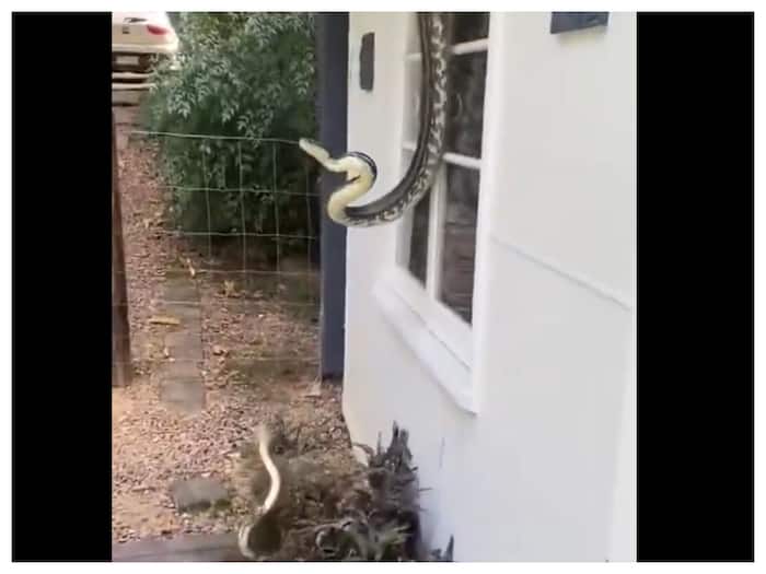 Snake Romance Video