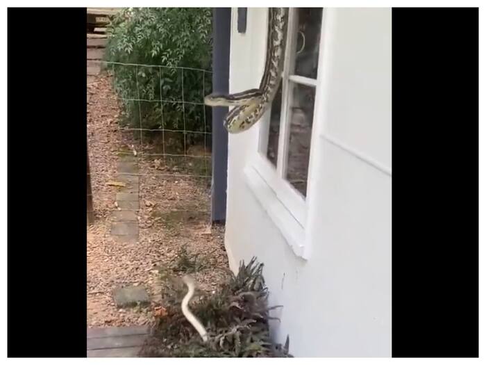 Naag Nagin Viral Video