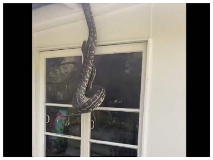 Naag Nagin Viral Video