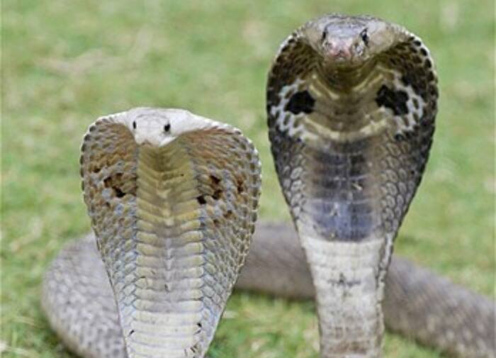 Snake infested areas