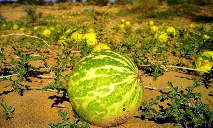 Ayurvedic Remedy To Reduce Blood Sugar