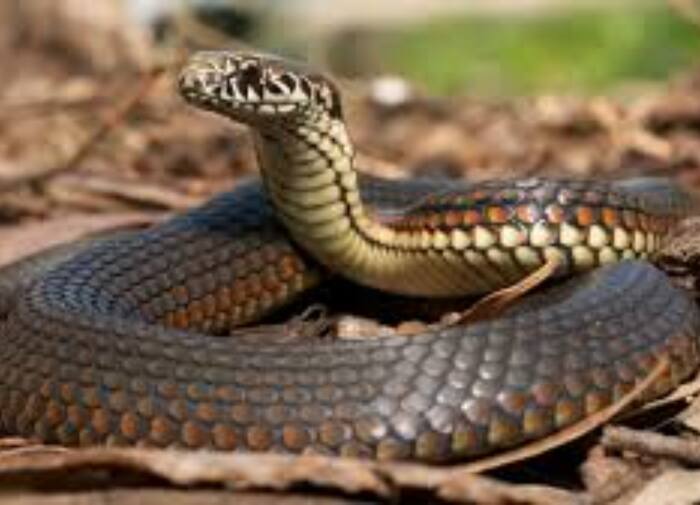 Venomous snake regions