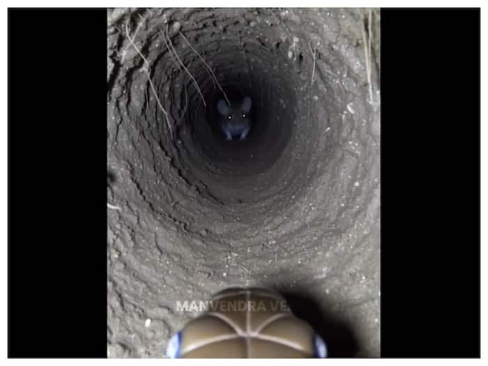 How deep is King Cobra burrow in ground