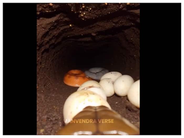 King Cobra underground tunnel photo