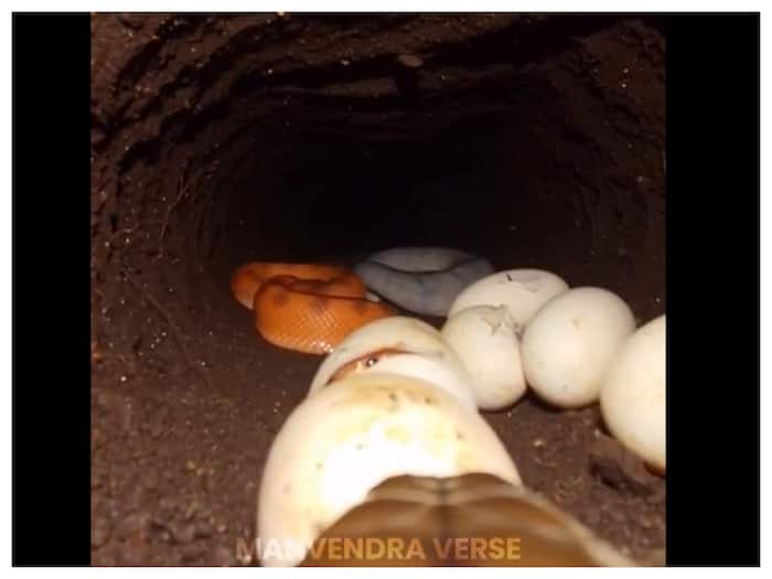 Inside King Cobra burrow