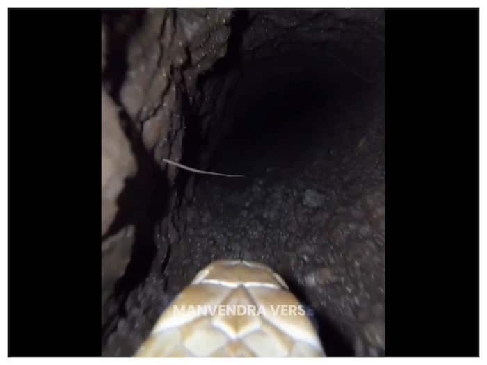 Snake burrow camera footage
