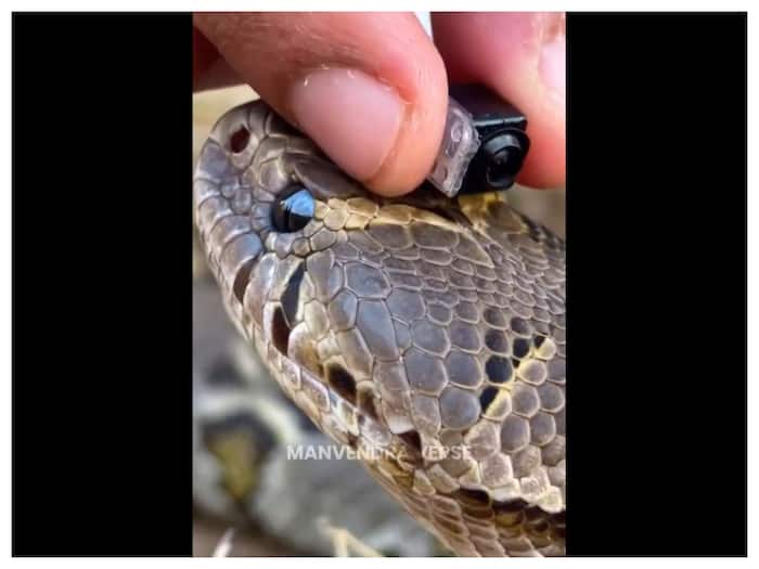 King Cobra burrow depth in feet
