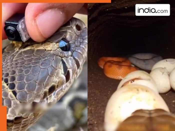 King Cobra bil me kitna andar tak jata hai