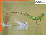 पानी पर सरपट दौड़ता है यह अनोखा जीव, जानें आखिर कैसे करता है यह कमाल