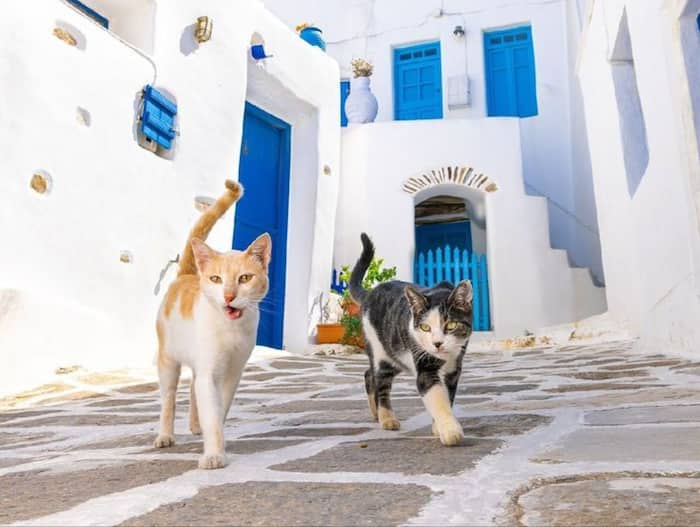 Syros Island Cat