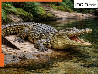 भारत की सबसे खतरनाक नदी! जिसमें पानी से ज्यादा मगरमच्छों का राज, लोगों के घरों तक पहुंचते ये खूंखार शिकारी