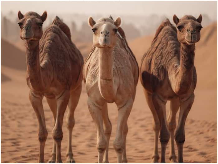 Why camel registration is important
