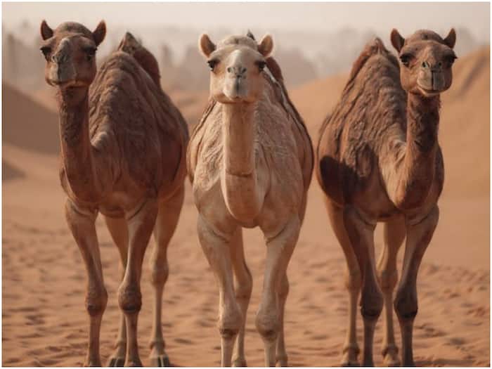 Why camels need identity documents