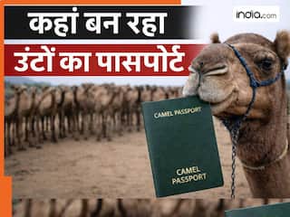 ऊंट का बनाया जा रहा पासपोर्ट, वजह भी चौंकाने वाली- जानिये 'Camel Passport' की क्यों पड़ी जरूरत