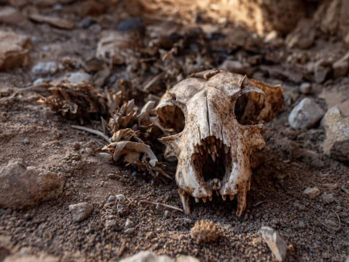 Cheetah cave discovery news in hindi