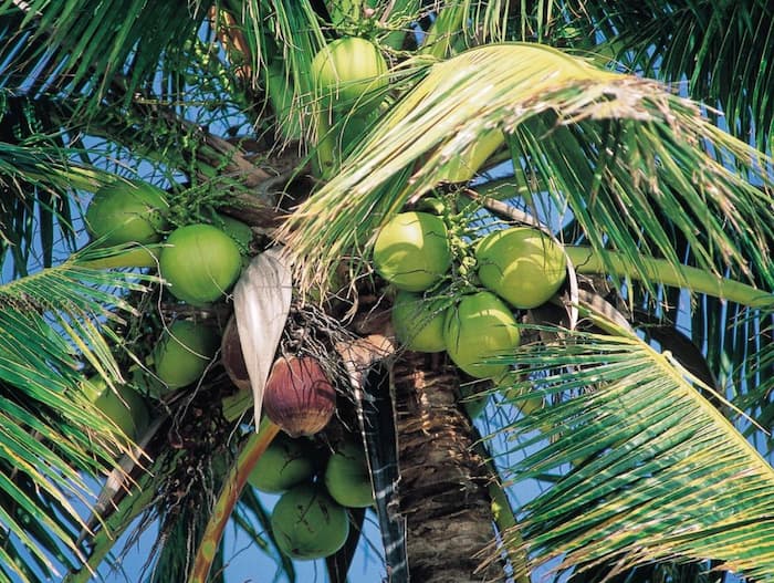 Coconut hacks