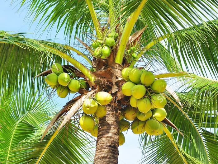 Coconut industry India