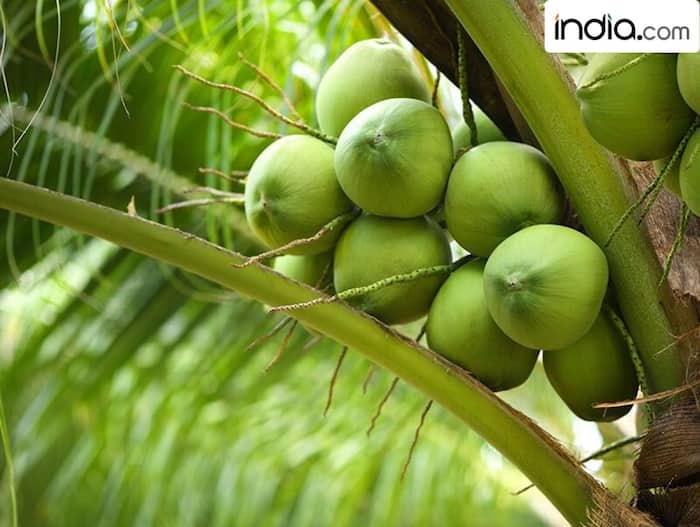 Coconut nutrition facts