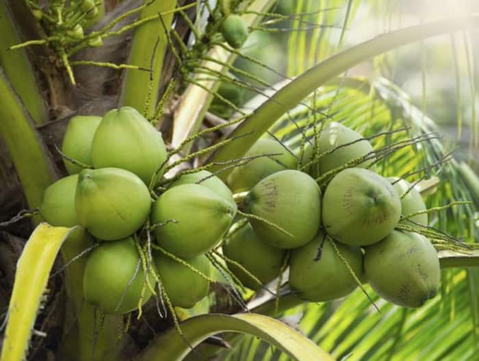 Coconut oil uses