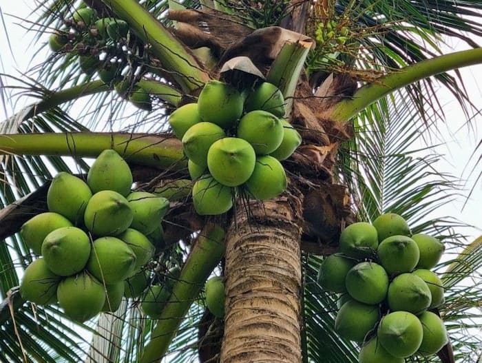 Coconut secrets