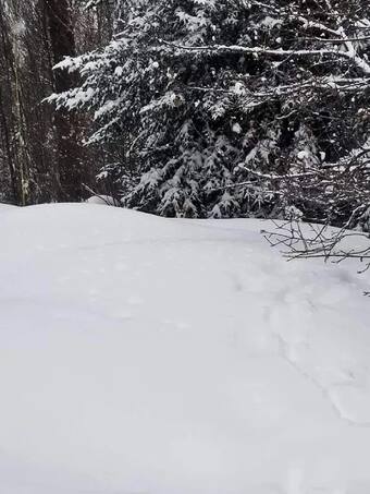 कौन ढूंढेगा तस्वीर में छिपा डॉगी, चाचा चौधरी भी हार जाएंगे आज