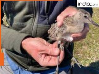 11 दिन तक न मिला खाना न पानी, 400 ग्राम के इस नन्ही सी जान ने नॉनस्टॉप पूरा किया 13560 KM का सफर, बना दिया वर्ल्ड रिकॉर्ड