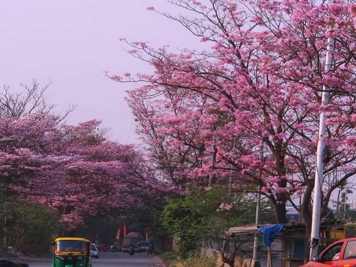 Tree Man of Bengaluru