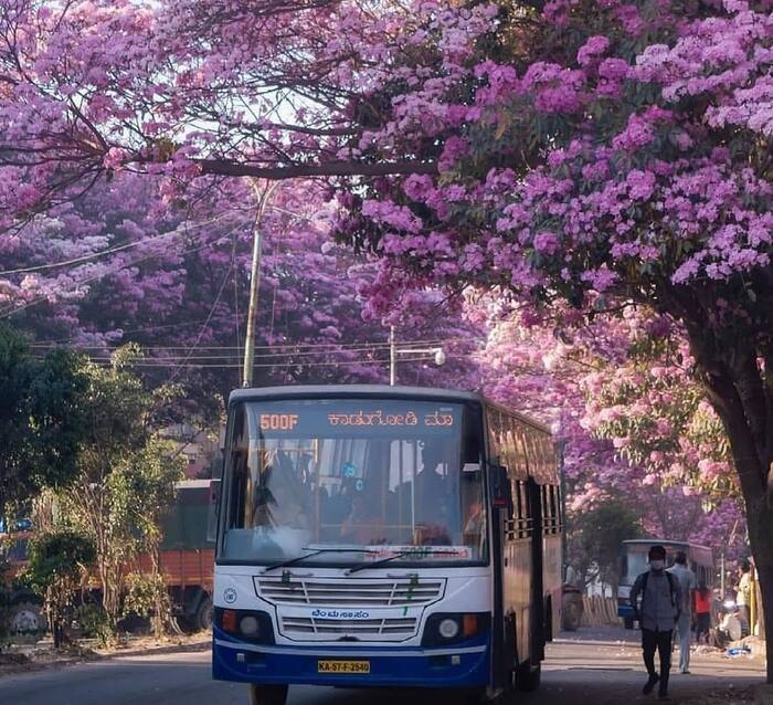 Tabebuia rosea
