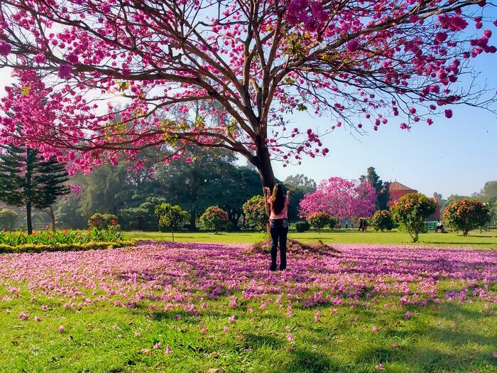 Bengaluru turn pink