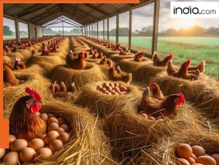 ये हैं दुनिया का सबसे बड़ा अंडा उत्पादक देश, इससे भारत-अमेरिका भी हैं पीछे