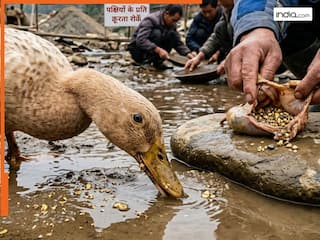 इस गांव में बत्तखों के पेट से निकलता रहता है सोना, पक्षियों को काटने वाला हो जाता है मालामाल