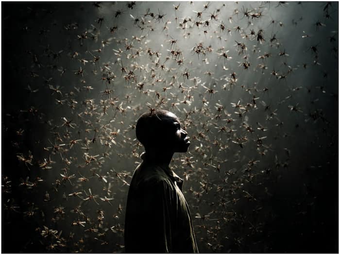 New Research Shows How Mosquitoes Track Their Food
