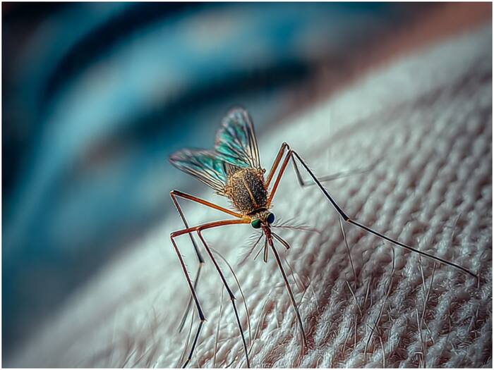 Scientists Reveal How Mosquitoes Find Humans in Seconds