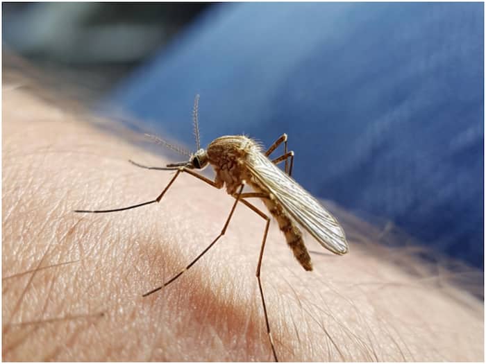 The Secret Behind Mosquito Bites Finally Discovered