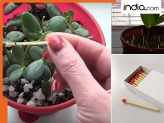 क्या सच में गमले में 'माचिस की तीली' गाड़ने से पौधे की ग्रोथ तेजी से होती है? जानिए फार्मिंग एक्सपर्ट्स का ये 'सीक्रेट'