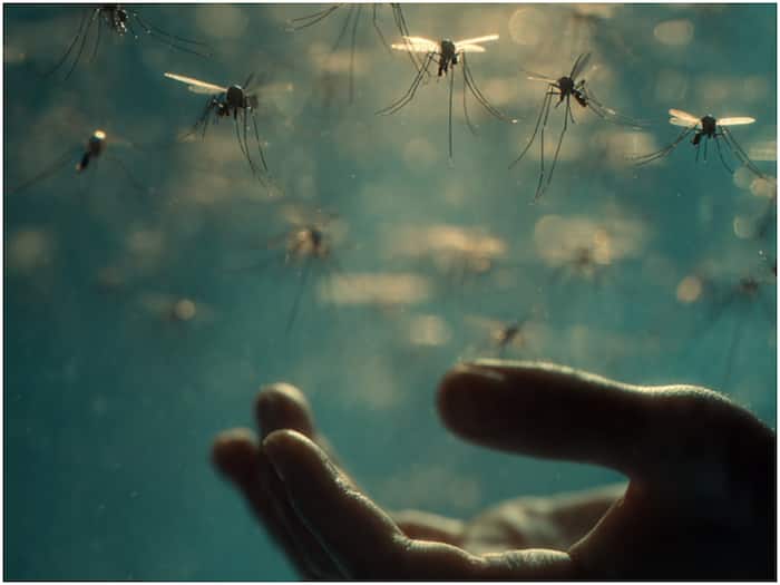 Why Mosquitoes Always Find You  Science Has the Answer