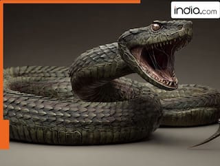 किंग कोबरा से भी ज्यादा खतरनाक! सदियों पहले धरती पर राज करता था यह भारी कम विशाल सांप