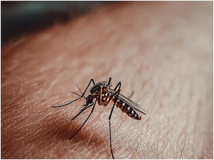How mosquitoes find humans