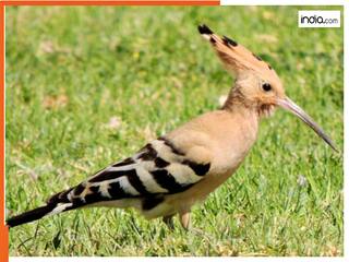 कितने साल जिंदा रहता है इजरायल का राष्ट्रीय पक्षी, जानकर सचमुच चौंक जाएंगे आज