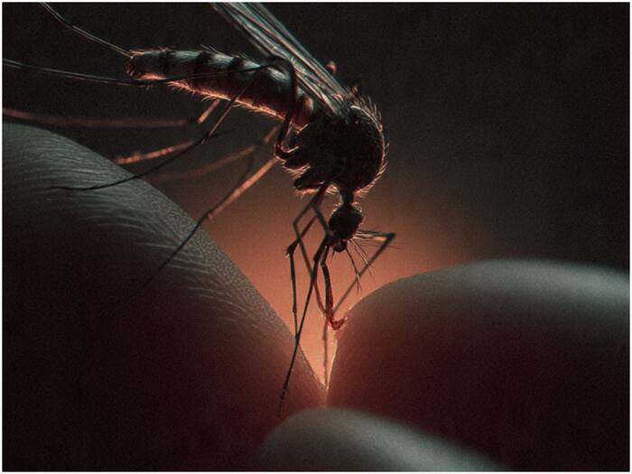 Mosquito hunting secret