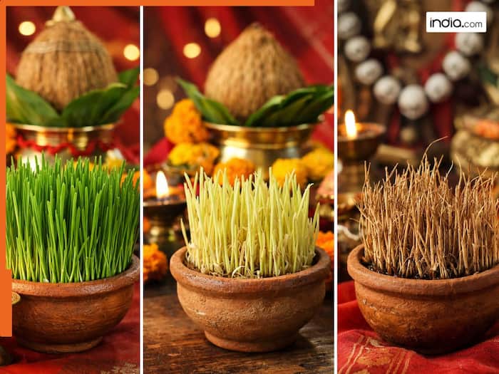 Navratri Secret: नवरात्र के ज्वारे में दिखे ये रंग तो हो जाएं सतर्क! ये ...