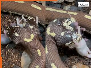 Sanp Ka Video: शिकार देखते ही झपट पड़ा दोमुंहा सांप, फिर  जो हुआ सोच में पड़ जाएंगे | देखें वीडियो