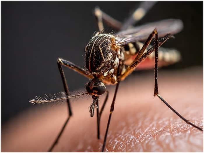 Scientists reveal how mosquito find food