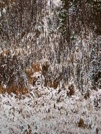 जंगल में कहां छिपा है एक भेड़िया, चाचा चौधरी भी नहीं बता पाएंगे