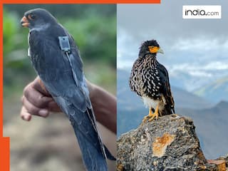 वजन सिर्फ 150 ग्राम लेकिन हौसला महान- 5000 KM का सफर तय कर भारत लौट रहे ये 3 पक्षी