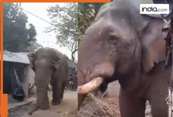 West Bengal Assembly Election 2026: Elephant 'Ramlal' sways past a queue near a polling booth in Jhargram - Watch