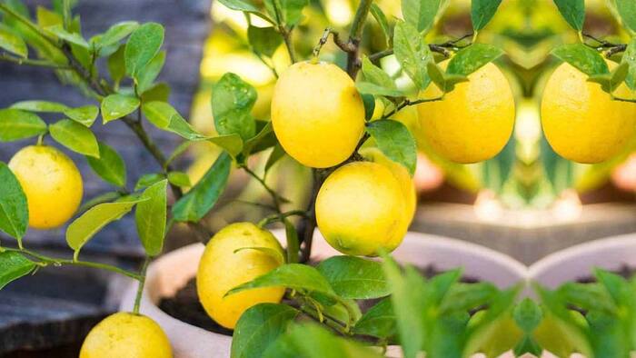 How to increase lemon plant growth