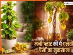 Money Plant Vastu: मनी प्लांट की बेल नीचे लटक रही हैं? समझ लो पैसों का बंटाधार है, वास्तु की ये 5 गलतियां राजा को भी बना देती हैं रंक