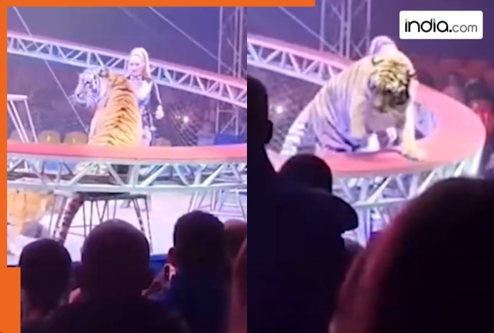 Fearful sight: Circus tiger jumps over barrier into spectator's area; Watch viral video